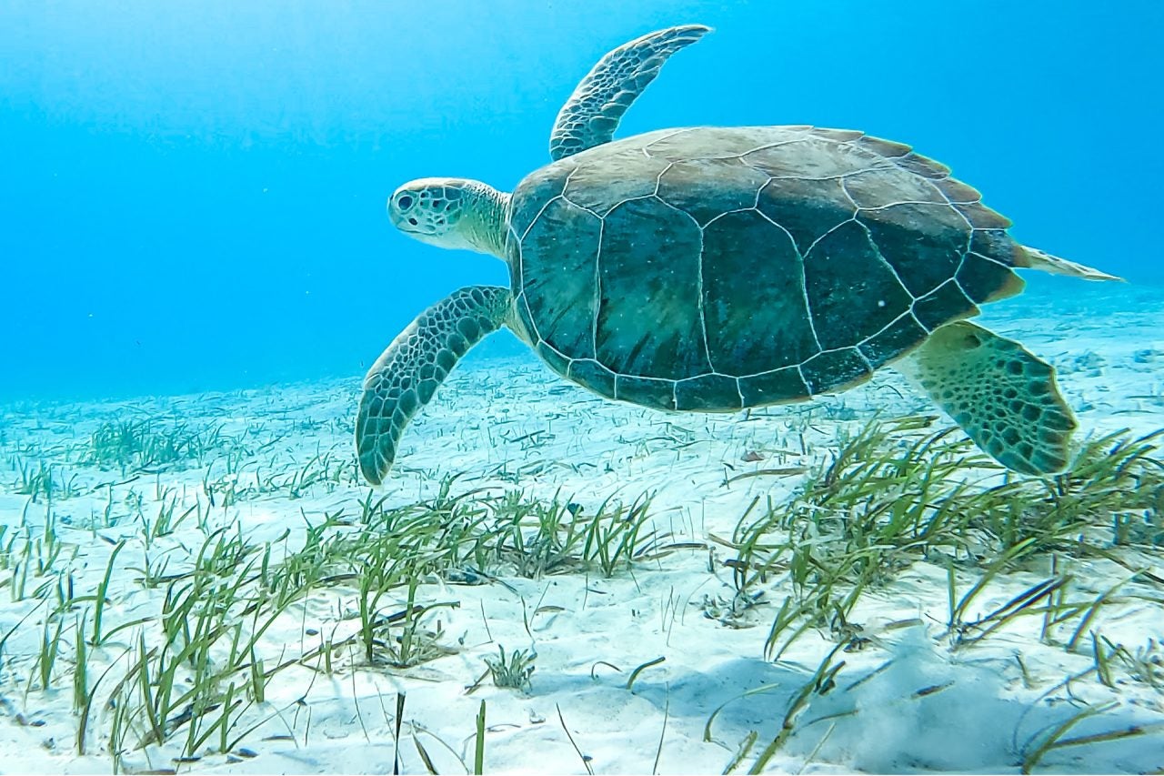 Unas tortugas nadando por unas aguas azules y cristalinas que representan la sostenibilidad de Dream Yacht