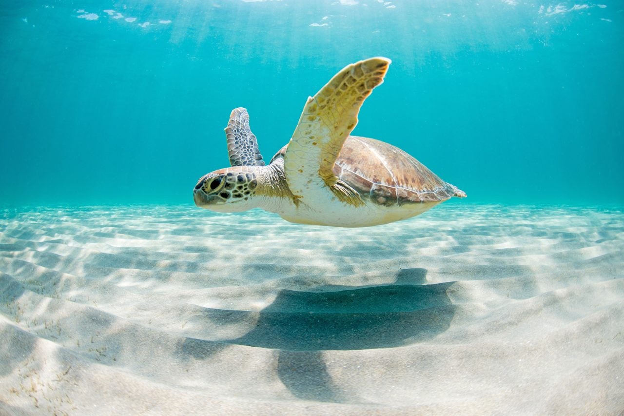 Tortue nageant dans l’eau claire au-dessus d’un fond marin de sable blanc